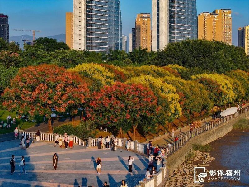 作为福州秋日的“季节信使”，闽江公园的台湾栾树如期进入最佳观赏期，红黄交织，层层叠叠的美好景致。记者 包华 摄