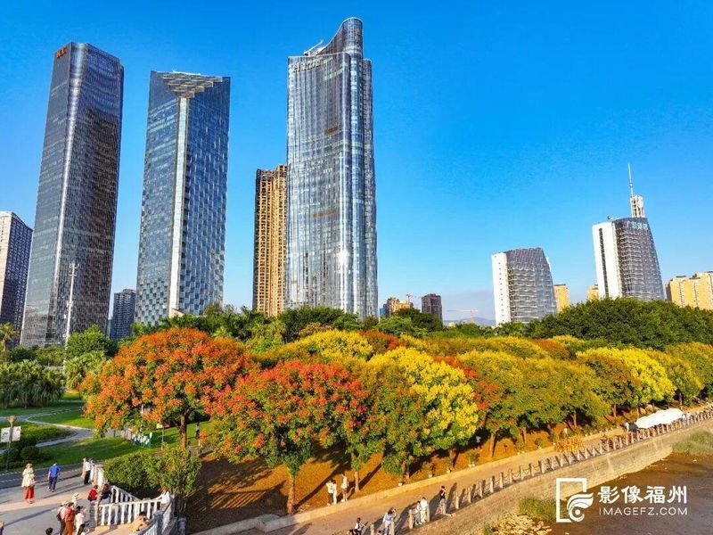 作为福州秋日的“季节信使”，闽江公园的台湾栾树如期进入最佳观赏期，红黄交织，层层叠叠的美好景致。记者 包华 摄