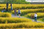 福建厦门：千亩金黄稻浪起