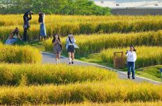 福建厦门：千亩金黄稻浪起