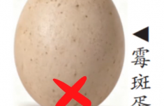 这种“长斑”的鸡蛋 千万别再吃了 专家提醒两类可食两类须弃