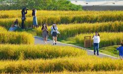 福建厦门：千亩金黄稻浪起