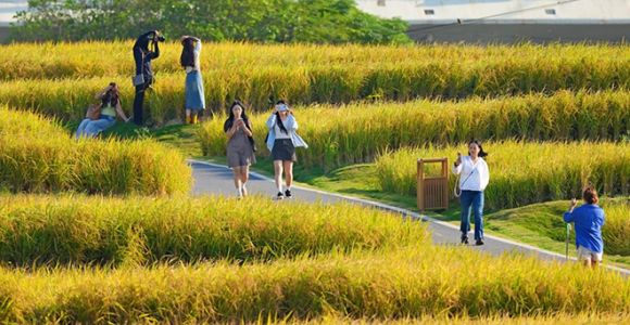 福建厦门：千亩金黄稻浪起