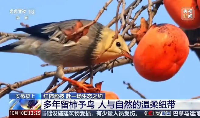 城市里的柿子不能摘 要留给小鸟吃 安徽颍上5000余株柿树全部留果