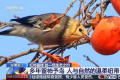城市里的柿子不能摘 要留给小鸟吃 安徽颍上5000余株柿树全部留果