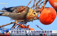 城市里的柿子不能摘 要留给小鸟吃 安徽颍上5000余株柿树全部留果