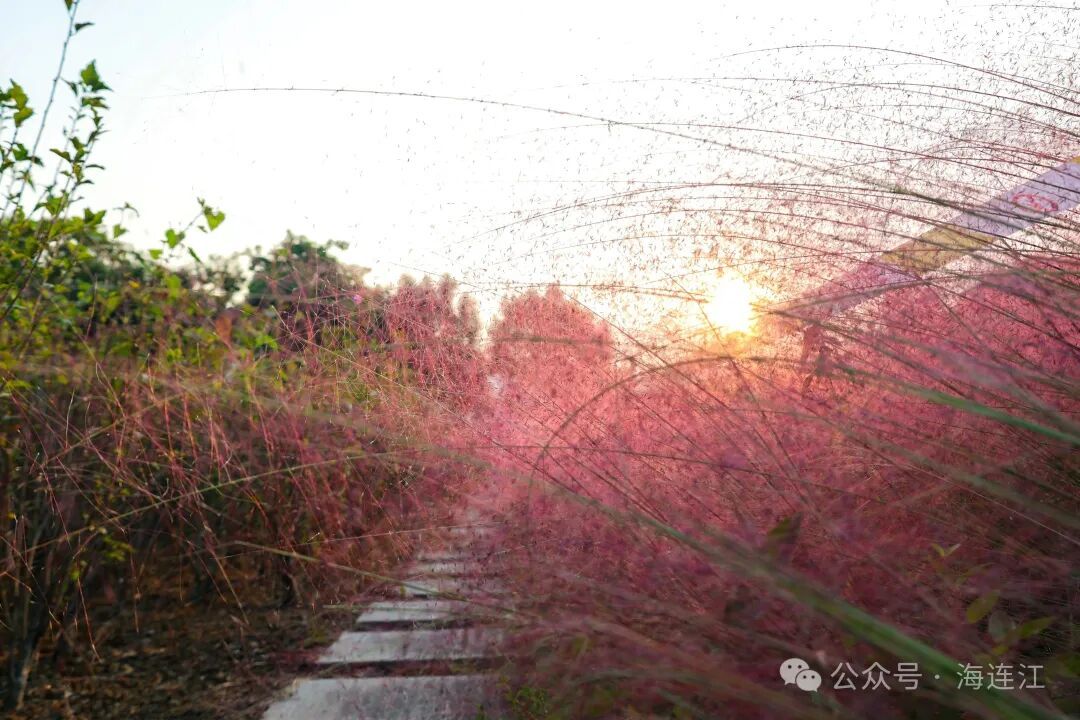 福州秋日“限定粉”上线！多片花海进入最佳观赏期