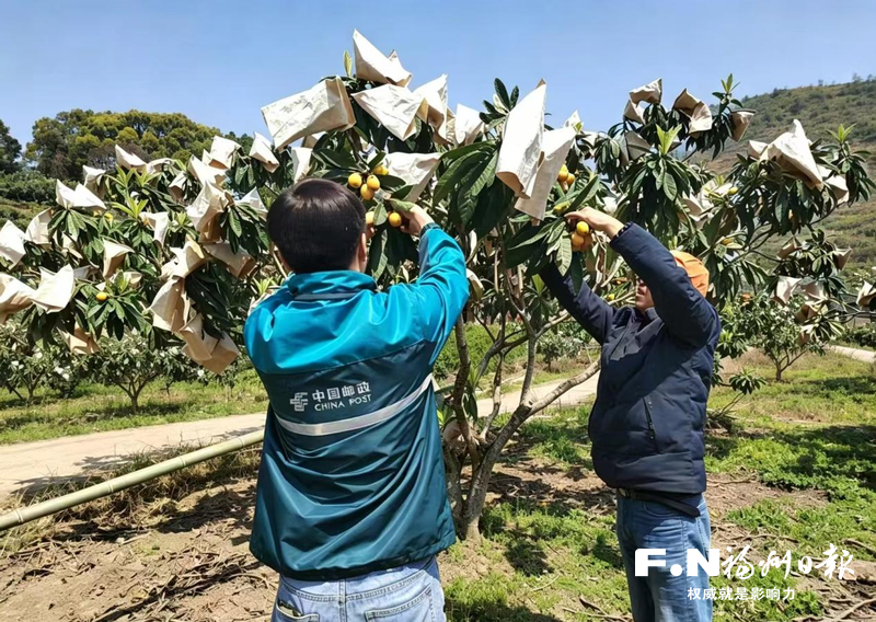 福清农村电商快递协同发展示范区见闻：枝头连市场 快递通城乡