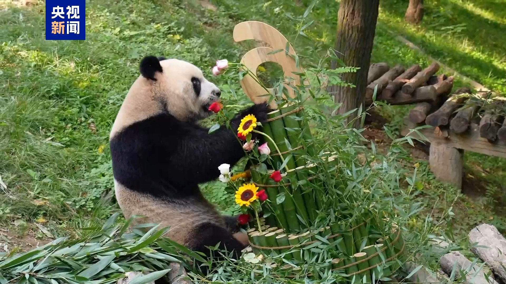 大熊猫“秦华”6岁啦！解锁竹子生日蛋糕