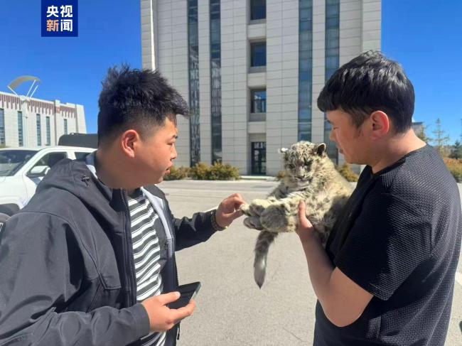 &ldquo;雪山之王&rdquo;幼崽落单 青海湖管护员连夜救助
