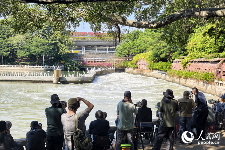厦门筼筜湖成群白鹭翩飞，吸引大批观鸟爱好者前来打卡。人民网记者 陈博 摄