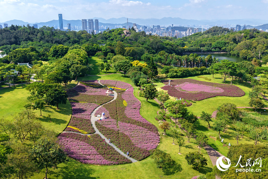 厦门6000平方米千日红花海盛放,为山谷铺上“花毯”。人民网记者 陈博 摄