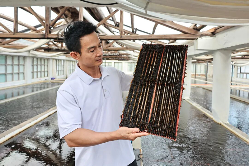 育苗器上附着的海带苗墨绿通透、长势喜人。