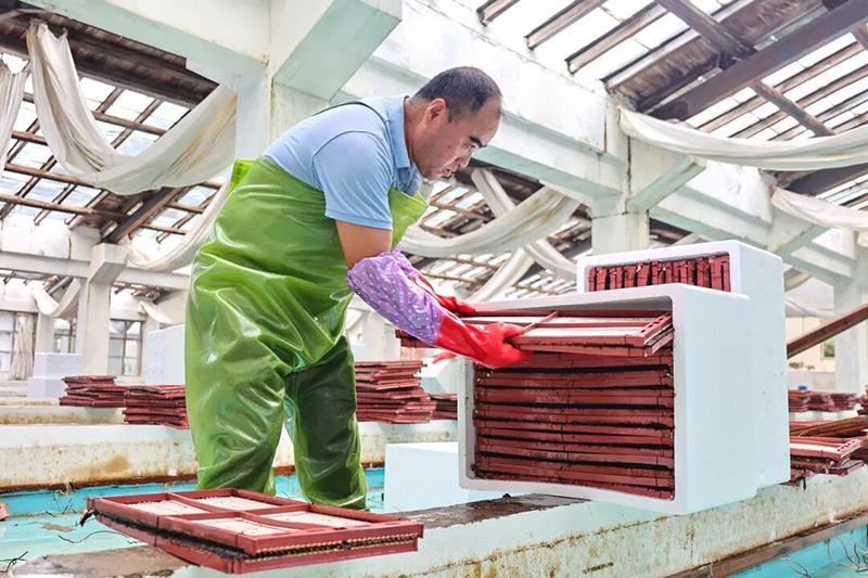 十余名工作人员正将一片片育苗器从育苗池内捞起,经沥水、打包后装入泡沫箱中,准备陆续装车发往长乐机场。