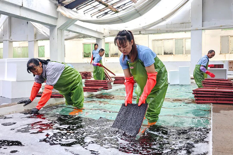 十余名工作人员正将一片片育苗器从育苗池内捞起,经沥水、打包后装入泡沫箱中,准备陆续装车发往长乐机场。