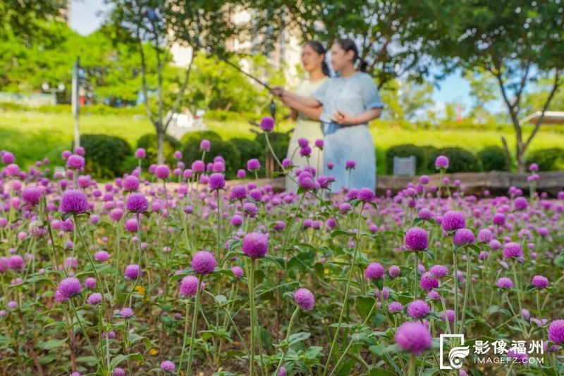 游客在千日红花田间打卡。