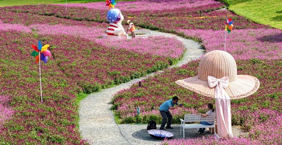 厦门：千日红花海盛放 满城秋色醉游人