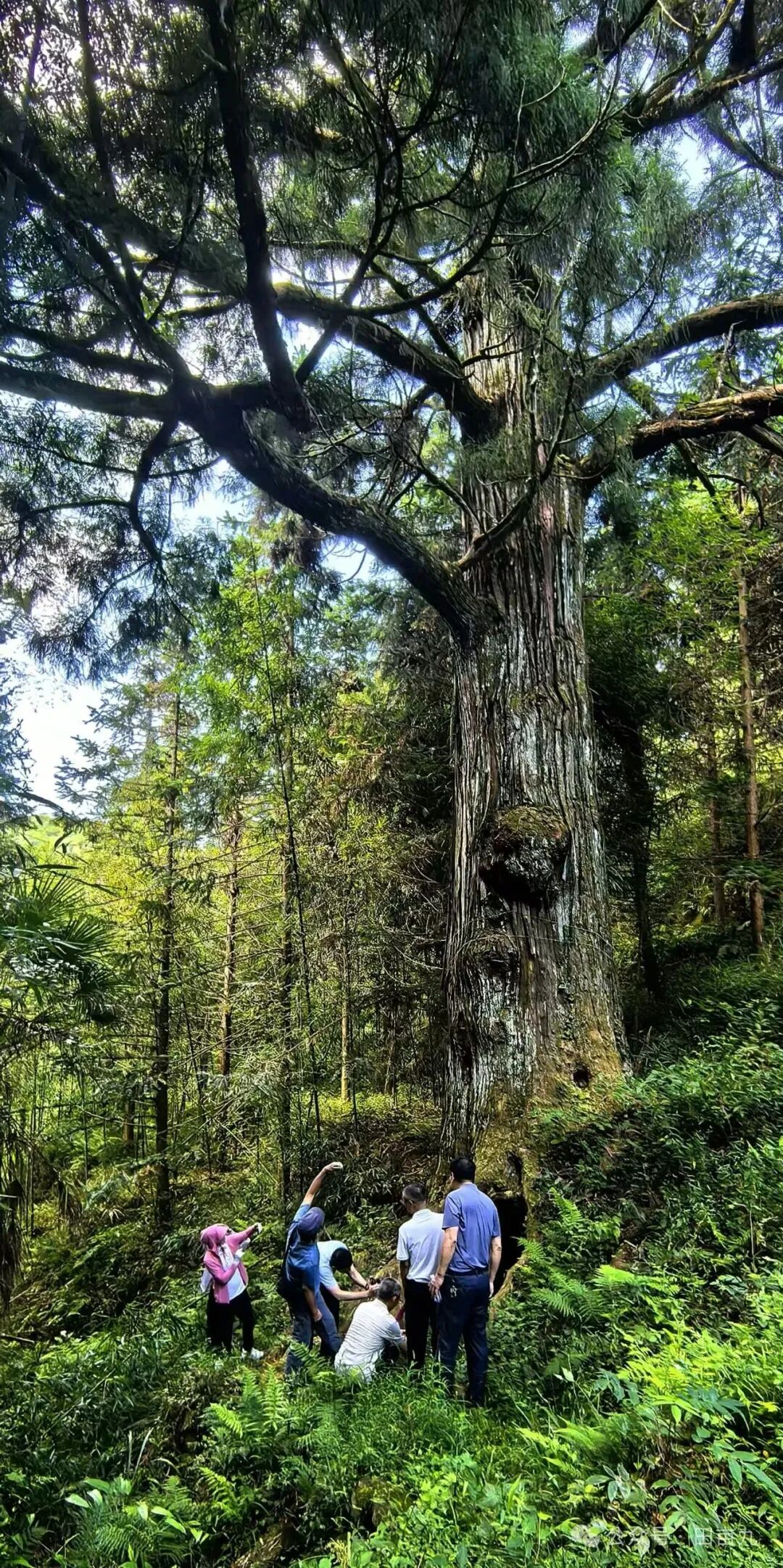 大树