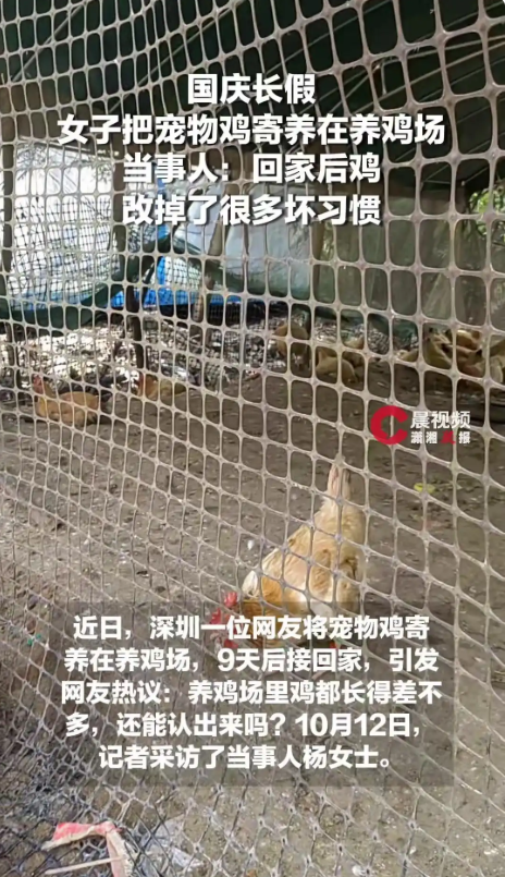 女子长假把宠物鸡寄养在养鸡场：接回家后，惊喜发现熬夜、吃宵夜坏习惯全改