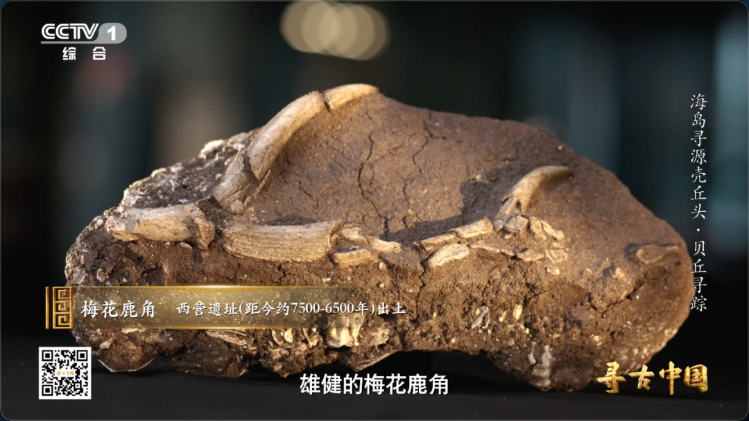 这套“专属工具包” 让福建海岛古人实现海鲜自由