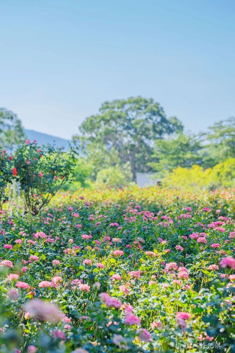 莆阳福道植物园花期正旺。许汜淇 摄