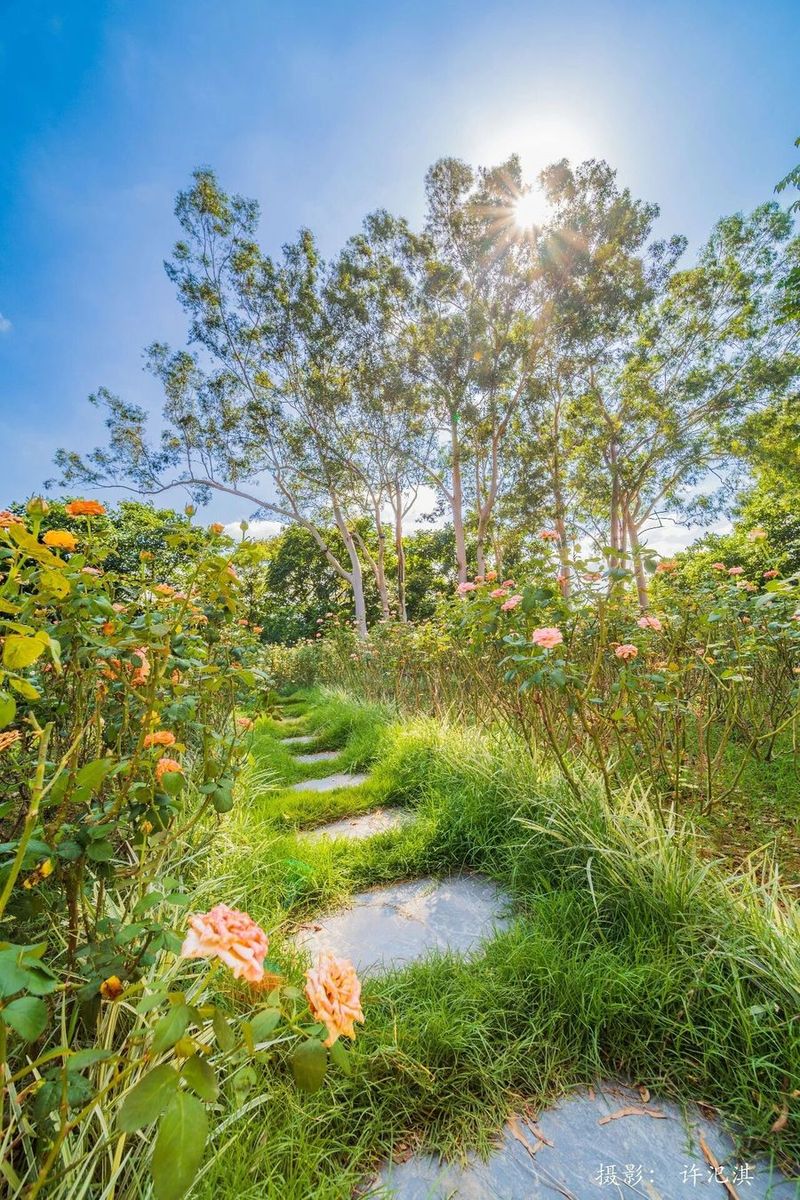 莆阳福道植物园花期正旺。许汜淇 摄