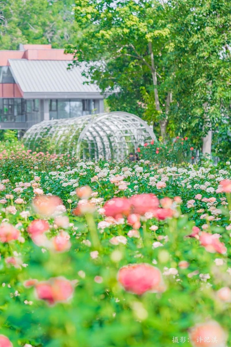 莆阳福道植物园花期正旺。许汜淇 摄