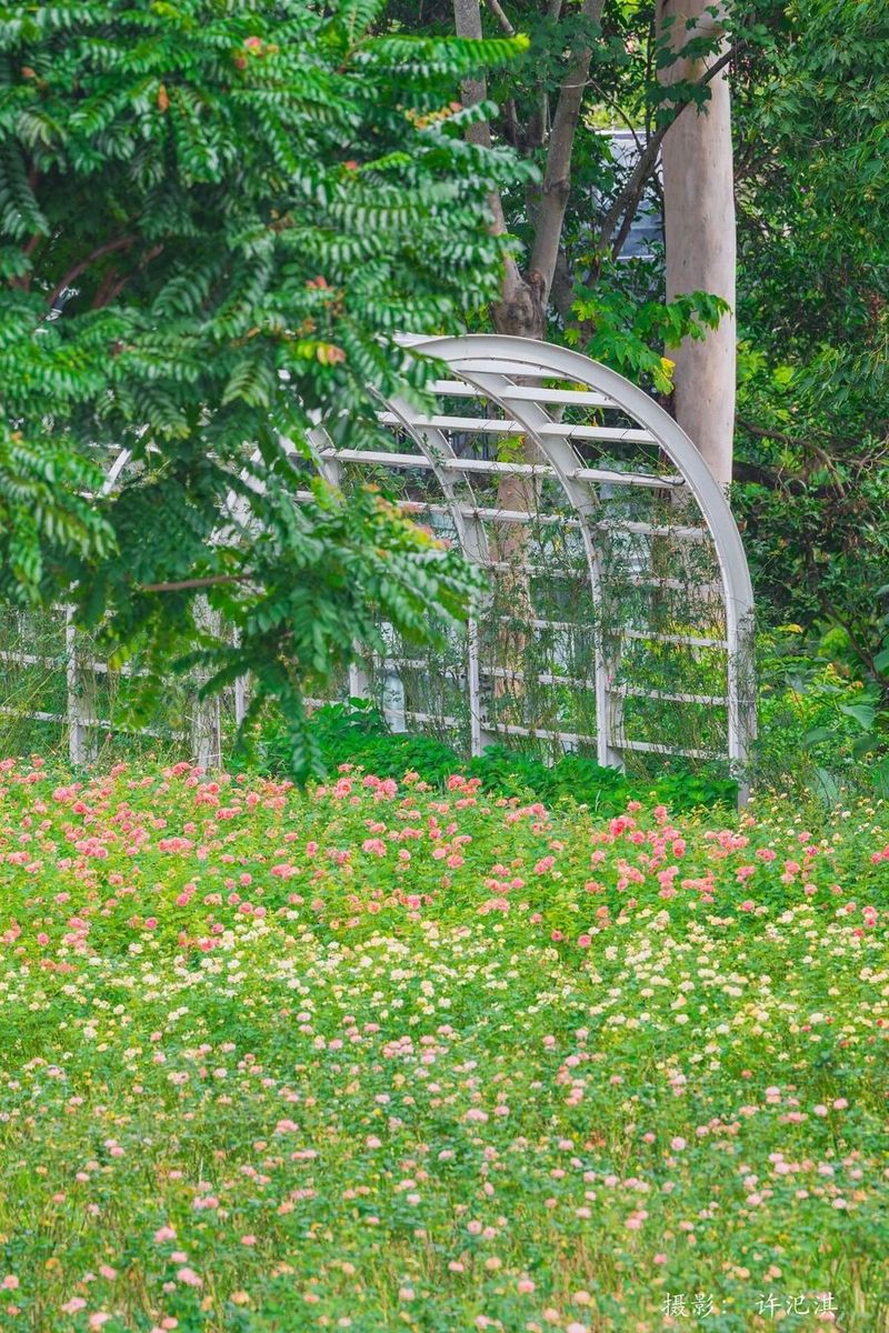 莆阳福道植物园花期正旺。许汜淇 摄
