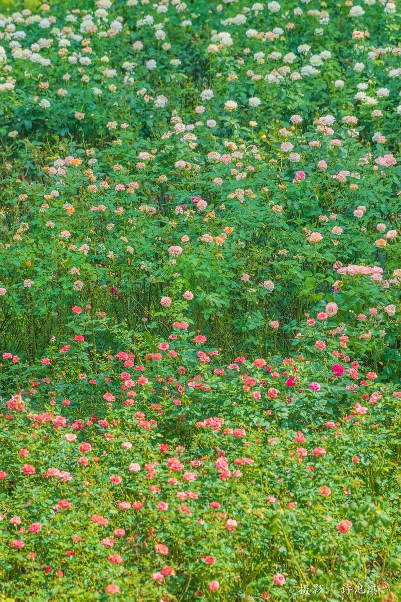 莆阳福道植物园花期正旺。许汜淇 摄