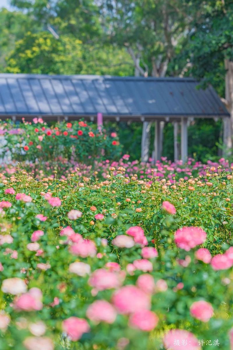 莆阳福道植物园花期正旺。许汜淇 摄