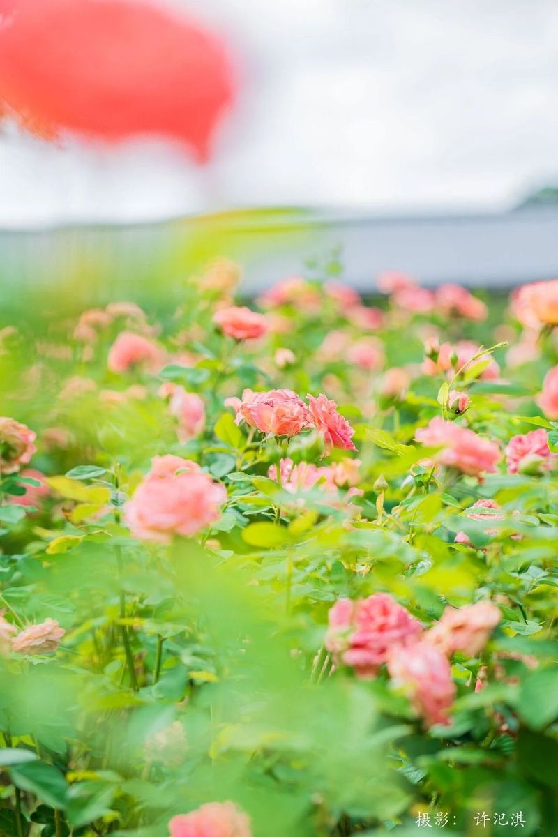 莆阳福道植物园花期正旺。许汜淇 摄
