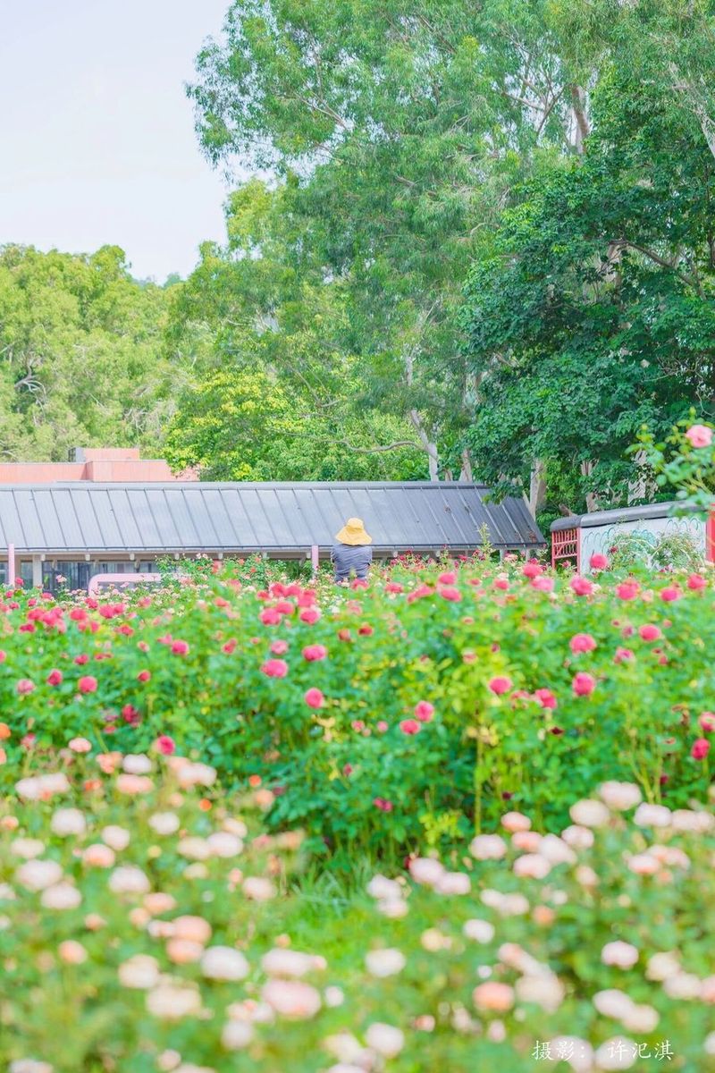 莆阳福道植物园花期正旺。许汜淇 摄