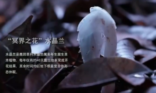 机器狗第一次进哀牢山就拍到冥界之花 具身智能首参与野外科考