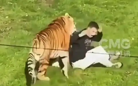 遭东北虎袭击身亡的英国男子曾是童星 动物园已连续四天关闭