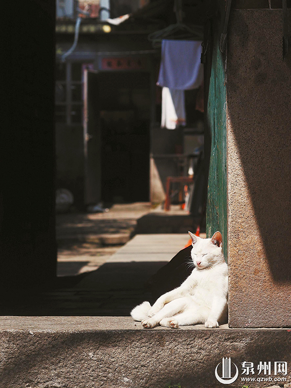 暖阳斜洒在古厝门口，一只小猫在打盹。记者 王柏峰 摄