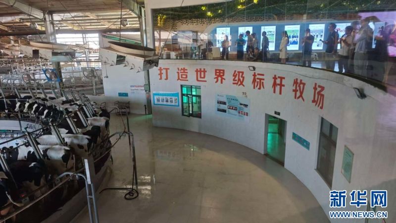 10月13日，媒体采访团与网络达人走进建宁明一天籁牧场，探访现代化智慧挤奶车间。新华网 刘默涵 摄