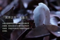 机器狗第一次进哀牢山就拍到冥界之花 具身智能首参与野外科考