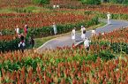 福建厦门：连片高粱红透秋 等你来打卡！