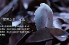 机器狗第一次进哀牢山就拍到冥界之花 具身智能首参与野外科考