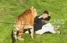 遭东北虎袭击身亡的英国男子曾是童星 动物园已连续四天关闭