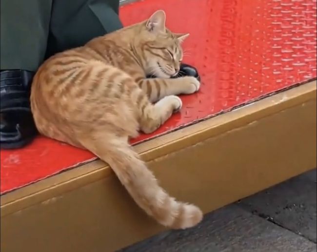 天安门站岗小橘猫被收为故宫猫！网友下班后偶遇宫猫姐姐将其带走