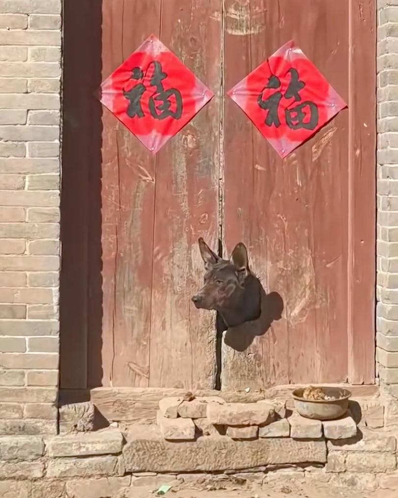 佛光寺小狗门上刨洞被做成文创爆火，寺方回应：非官方商品，原型是护院犬“二亮”