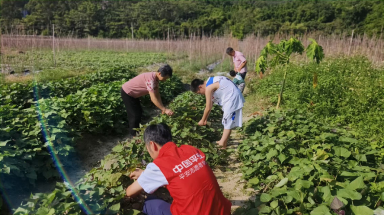 平安产险福建分公司:秋收助农 守护丰收好年景