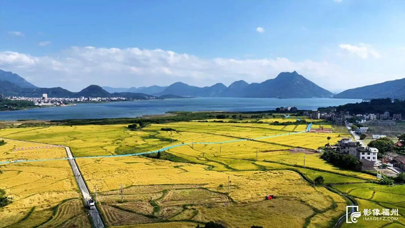 连日晴好天气为水稻收割、晾晒、归仓创造了有利条件。福清融媒体供图
