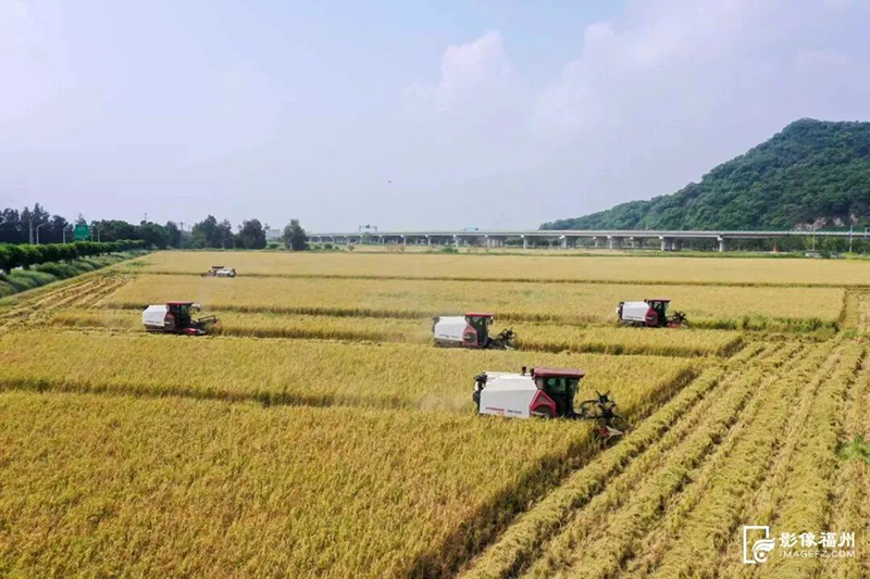 马尾琅岐稻田迎丰收。