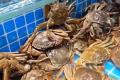 大闸蟹和多种海鲜集体降价了 三两规格蟹每斤降至50元左右