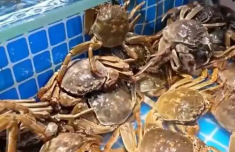 大闸蟹和多种海鲜集体降价了 三两规格蟹每斤降至50元左右