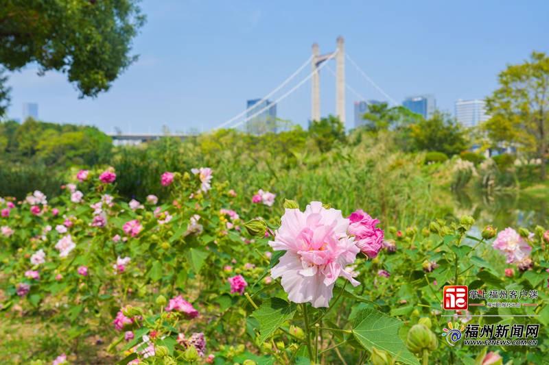 12种成都木芙蓉落户福州花海公园