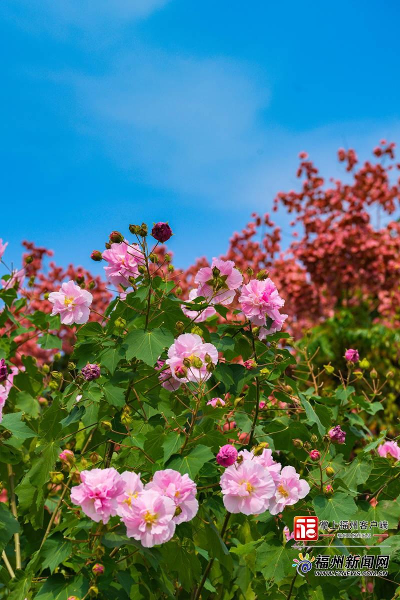 12种成都木芙蓉落户福州花海公园