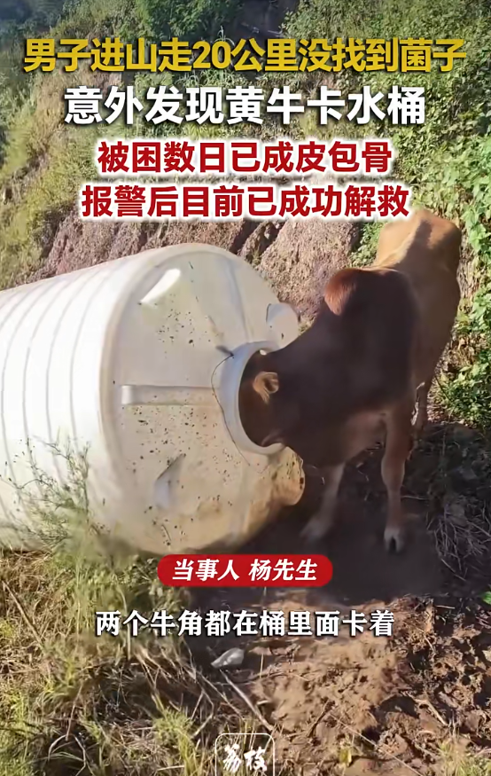 男子进山找菌子意外发现黄牛卡水桶 被困多日已经骨瘦如柴